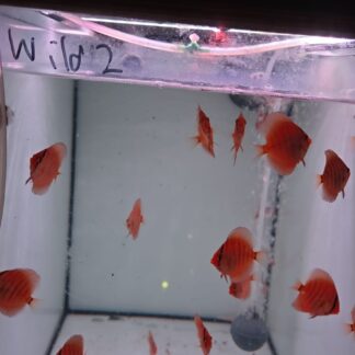 Wild 3cm — 3